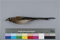 藏品(樹鵲)的圖片